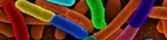 Água sanitária ajuda a prevenir doenças bacterianas como a E. coli