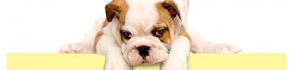 Engenheiro Danilo Sili Borges