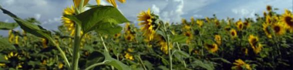 Petrobras divulga resultados de seleção pública de projetos sociais e ambientais