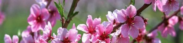 Primavera começa com expectativa de chuva para os próximos três meses