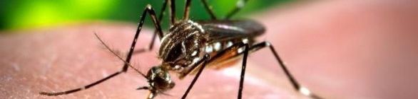 Ministério da Saúde convoca o cidadão para combater mosquito aedes