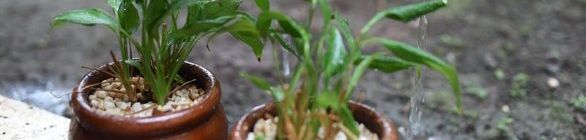 Casos de dengue na Bahia alertam para necessidade de prevenção dentro de casa