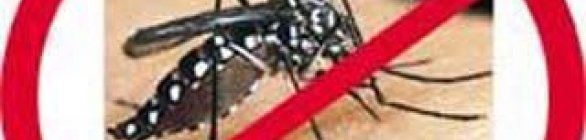 Cientistas descobrem organismo capaz de anular vírus da dengue