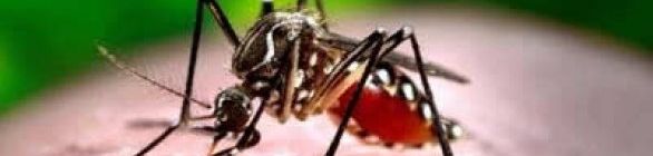 Dengue tipo 4 é confirmado na Bahia