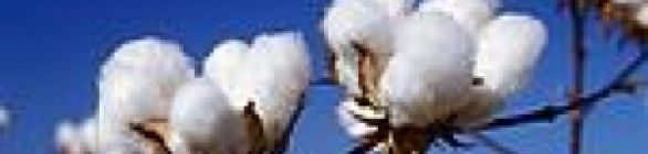 Algodão da Bahia é destaque mundial