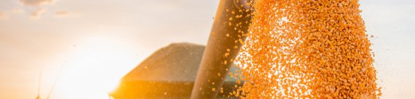  Bahia mantém estimativa de safra recorde de grãos 