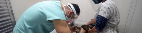 População pode agendar castração gratuita de cães e gatos