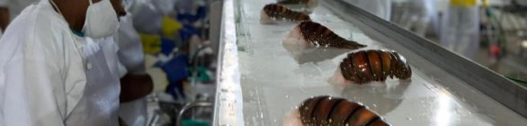 Setor de Pescados prevê investimentos na Bahia