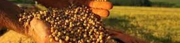 Safra de grãos na Bahia pode superar 10 milhões de toneladas em 2021