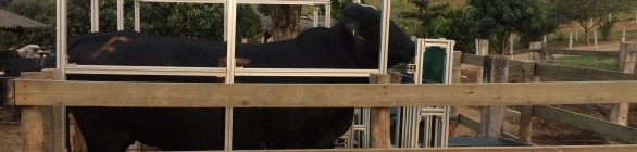 Pesquisa usa inteligência artificial para identificar períodos de cio em vacas