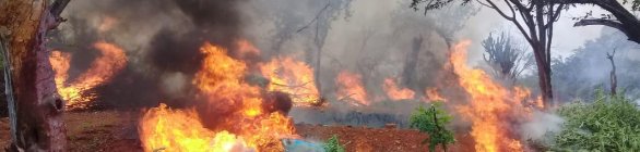 Pés de maconha são erradicados em Operação da Polícia Federal