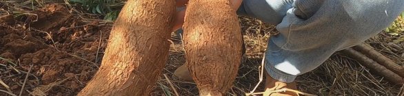 Conjuntura da Conab aponta que produtores de mandioca adiam vendas 