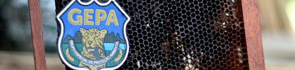 Guardas Municipais são capacitados para captura de enxame de abelhas