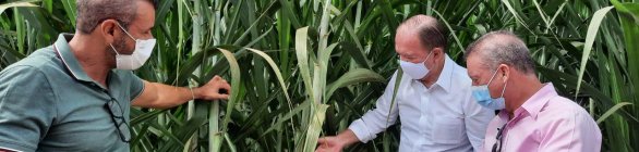 Técnicas de cultivo potencializarão Polo Agroindustrial Baiano