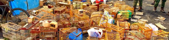 PM resgata animais silvestres em Feira de Santana