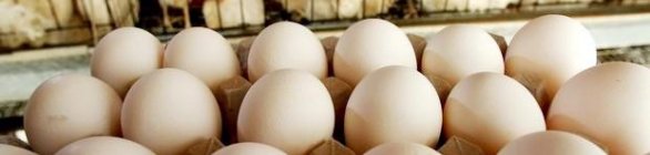 Produção de ovos e abate de frangos batem recordes na Bahia