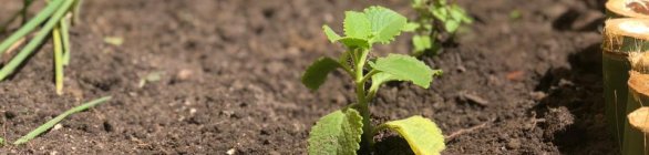 Composteiras caseiras e horta são entregues em restaurantes nas Ilhas