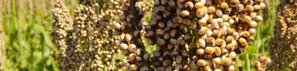 Safra de grãos na Bahia pode alcançar 10,4 milhões de toneladas em 2021