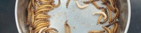 Pesquisadora baiana cria empresa de insetos comestíveis na Bahia