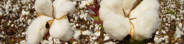 PIB do agronegócio cresce 4% no primeiro trimestre de 2021