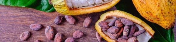 Baiana cria biofungicida a partir de proteínas do cacau