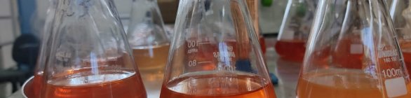 Professora desenvolve inseticida e fitoterápicos à base de produtos naturais