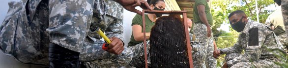 Guarda Civil treina novos profissionais para remover enxames de abelhas