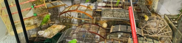 PM liberta animais silvestres mantidos em cativeiro em Ilhéus