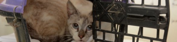 Microchips ajudam no controle da população de cães e gatos