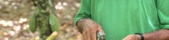 Brasil tem lotes de amêndoas selecionados para prêmio de melhor cacau do mundo