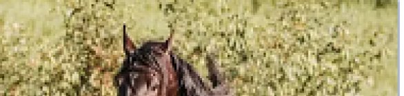 Santo Amaro recebe 1ª Copa de Marcha do Alto da Boa Vista 