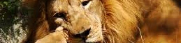 Sonolento, Leão perde pegada em Floripa   