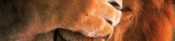 Leão cochila e o cachimbo cai  