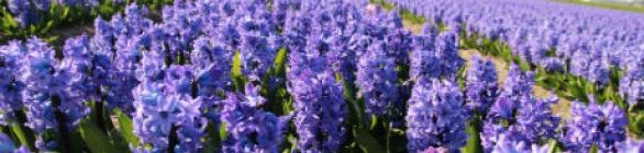 Cheiro da natureza reduz o estresse