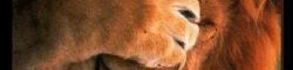 Fora de casa Vitória é Leão que mia