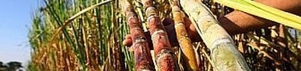 Petrobras e Embrapa desenvolvem novas tecnologias para produção de cana-de-açúca