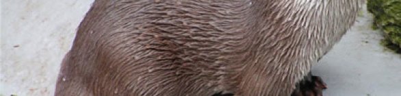 Brasil sedia pela primeira vez encontro internacional para debater ameaça de ext