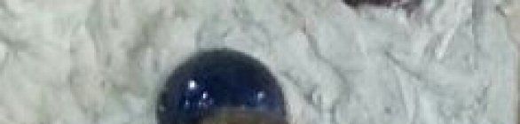 ATLETA DO VITÓRIA É CAMPEÃO BRASILEIRO SENIOR 