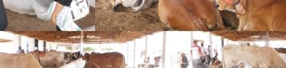  IRECÊ REALIZA EXPOSIÇÃO AGROPECUÁRIA COM PATROCÍNIO DA PETROBRAS