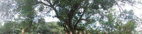 Trilha Ecoesportiva levou dezenas ao Parque São Bartolomeu