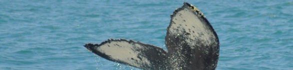 Expedição inédita no Brasil pretende preservar Baleia Jubarte 