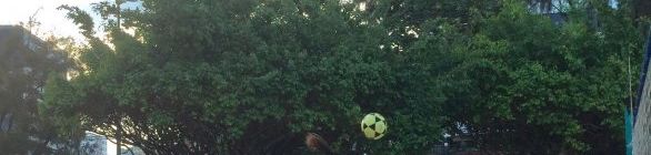 DUPLA RUBRO NEGRA CONQUISTA COPA SERGIPANA