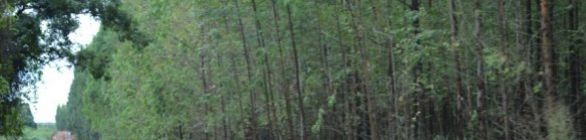 O Grupo Ciclístico Tribo da Trilha Santiago Ciclo realizará neste domingo (20), 